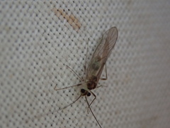 Stenopsocus