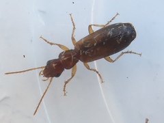 Paradromius linearis