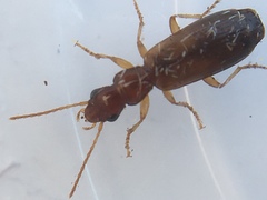 Paradromius linearis