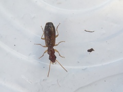 Paradromius linearis