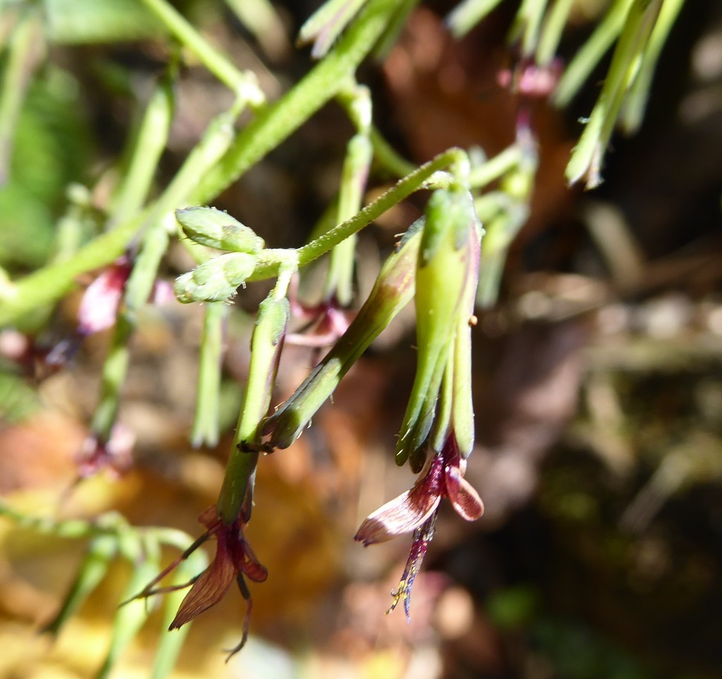 Diế hồng lam (Melanoseris graciliflora)