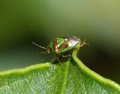 Hellica nitida