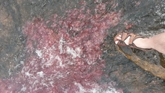 Rhyncholacis