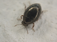 Simplocaria semistriata