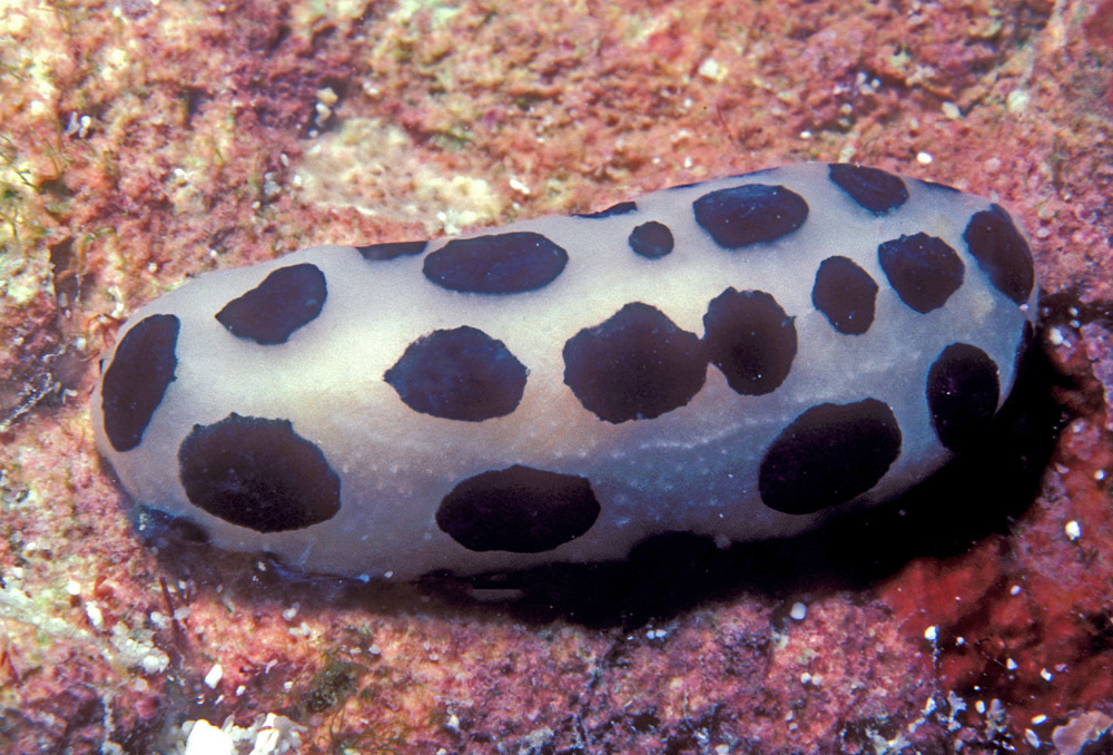 Phyllidia scottjohnsoni