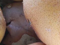 Glyphidops flavifrons