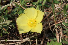 Crocanthemum brasiliense