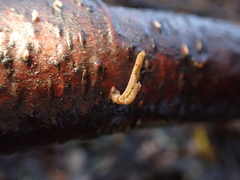 Macrotyphula fistulosa