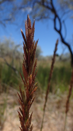 Spiky Love Grass (Eragrostis chapelieri)