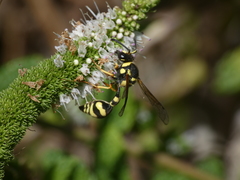 Eumenes subpomiformis