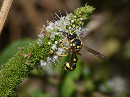 Eumenes subpomiformis