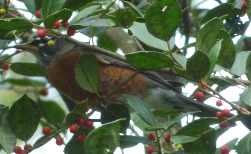 American Robin photographed in South Carolina