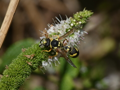 Eumenes subpomiformis