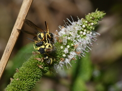 Eumenes subpomiformis