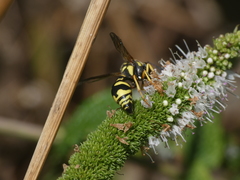Eumenes subpomiformis