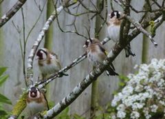 Carduelis carduelis britannica