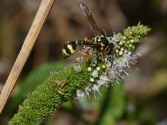 Eumenes subpomiformis