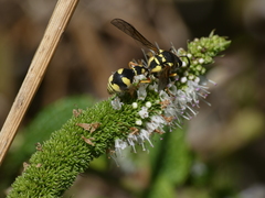 Eumenes subpomiformis