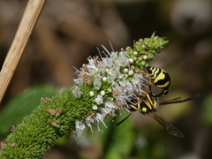 Eumenes subpomiformis