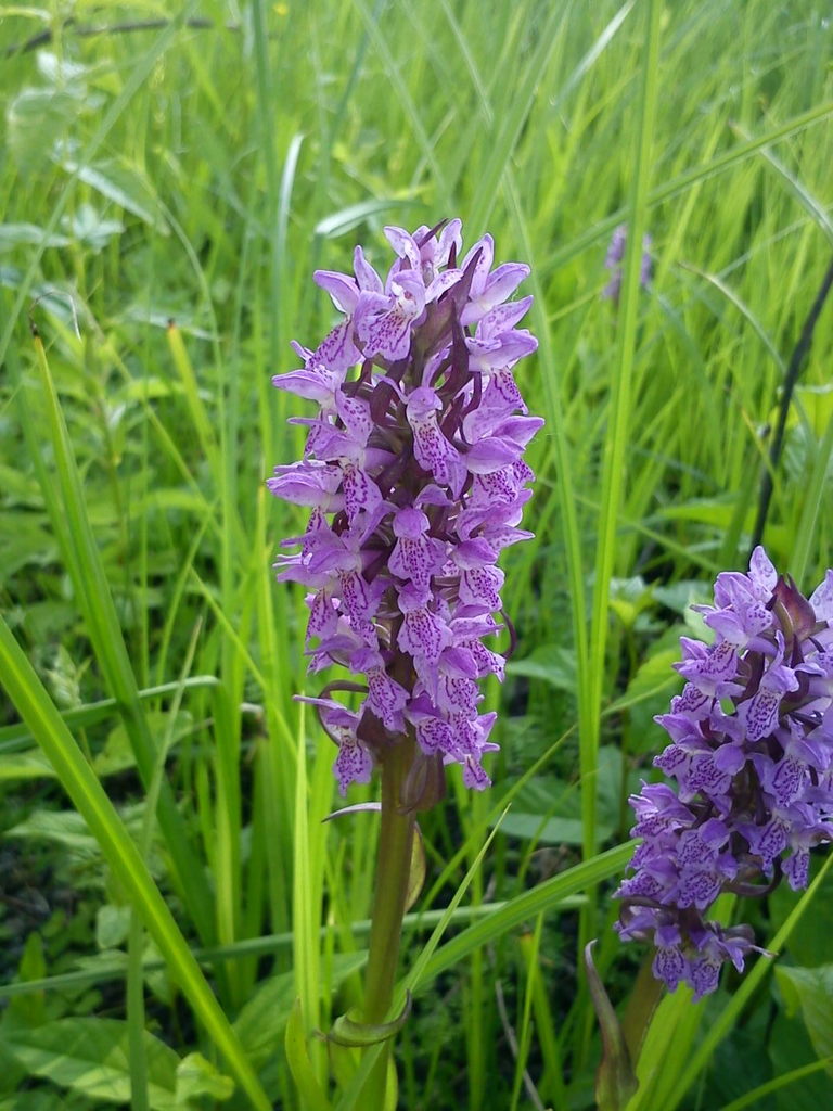 Dactylorhiza incarnata (L.) Soó
