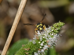 Eumenes subpomiformis