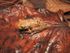 Bokermannohyla circumdata