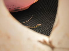 Echinanthera melanostigma