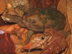 Hydromedusa maximiliani