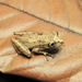 Santa Barbara Snouted Tree Frog - Photo (c) Henrique C. Costa, some rights reserved (CC BY-NC), uploaded by Henrique C. Costa