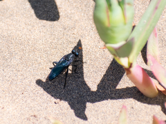 Paramydas igniticornis