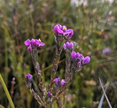 Comesperma retusum