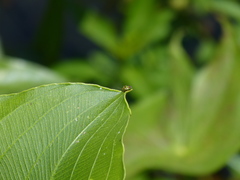 Hellica nitida