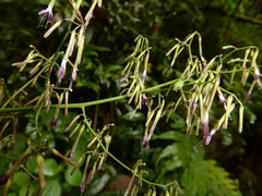 Melanoseris graciliflora