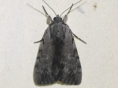 Catocala gracilis