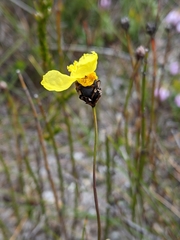 Xyris marginata