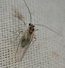 Stenopsocus