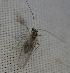 Stenopsocus