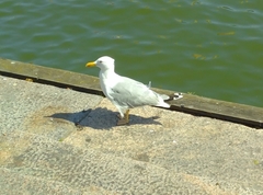 Larus argentatus argentatus