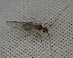 Stenopsocus