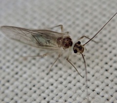 Stenopsocus