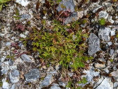 Xanthosia dissecta
