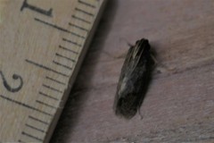 Acrolophus texanella