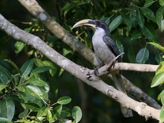 Ocyceros gingalensis