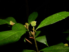 Eumachia guianensis