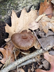 Cortinarius rubellus