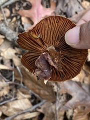 Cortinarius rubellus