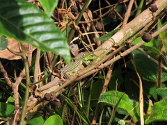 Cnemidophorus lemniscatus