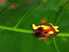Dendropsophus leucophyllatus