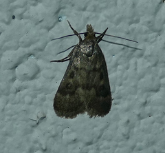 Loxostegopsis polle