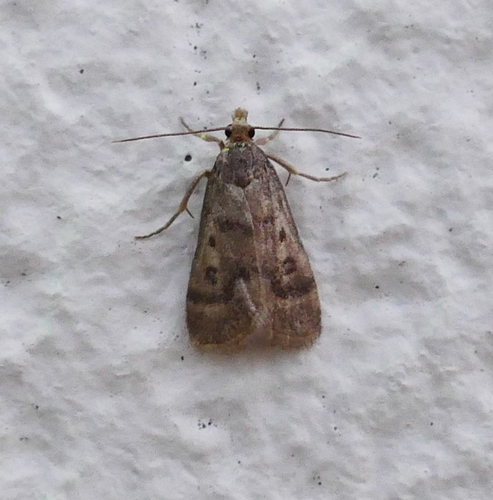 Loxostegopsis polle photo 5